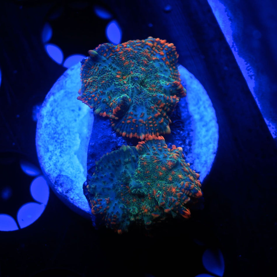 Rhodactis