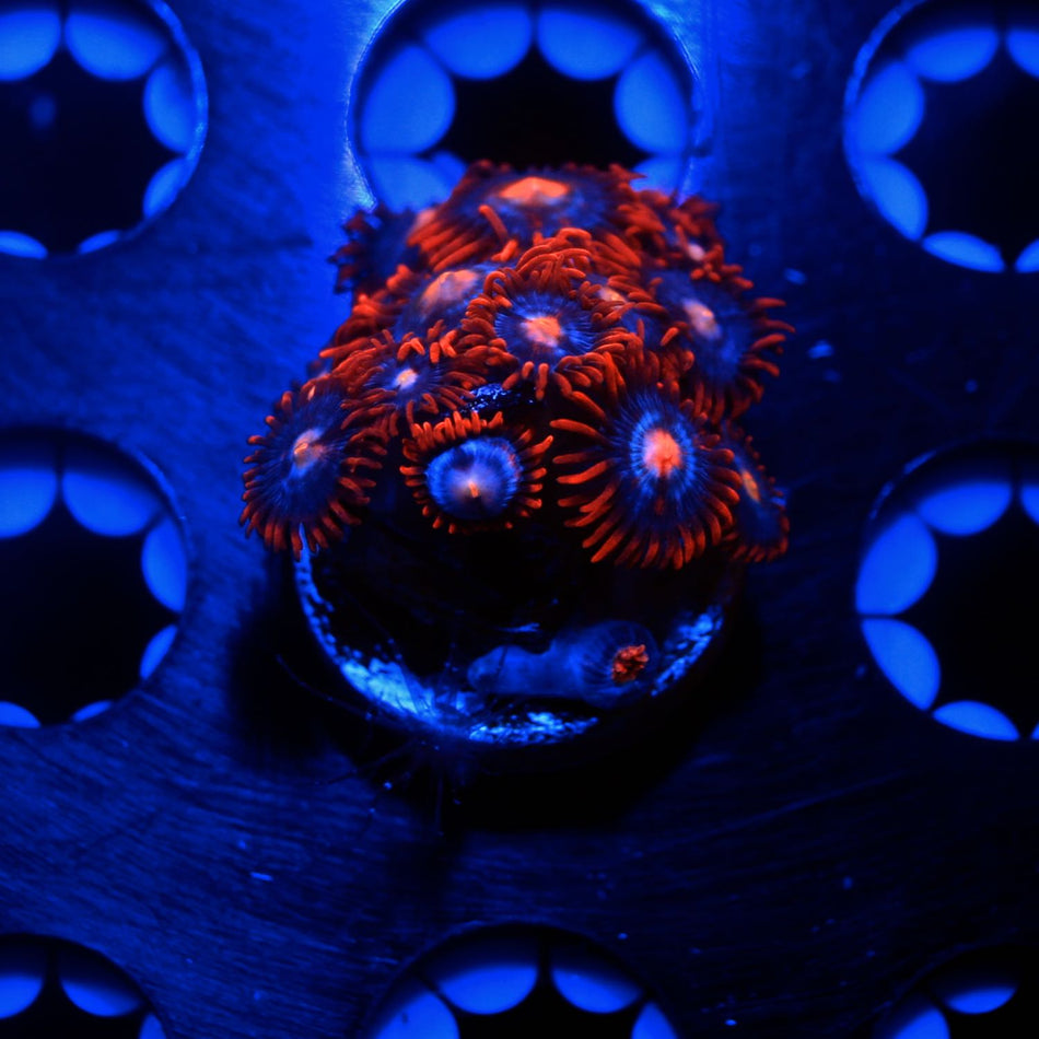Fire And Ice