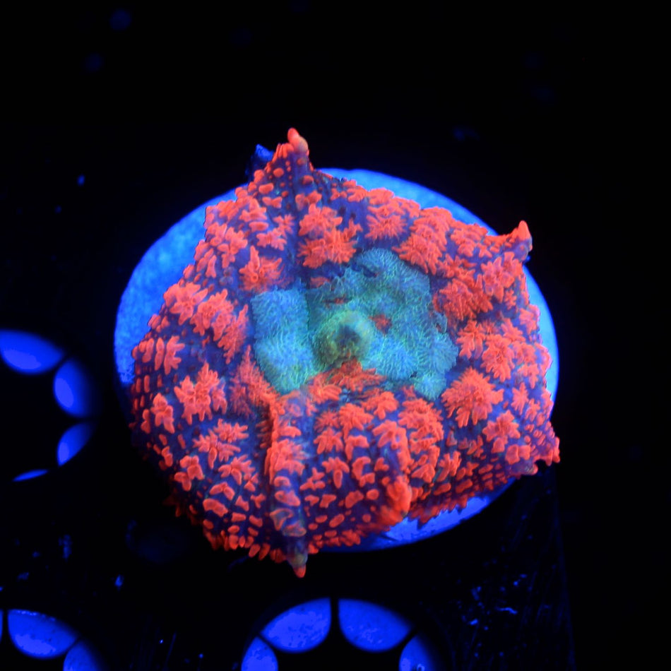 Neon Rhodactis