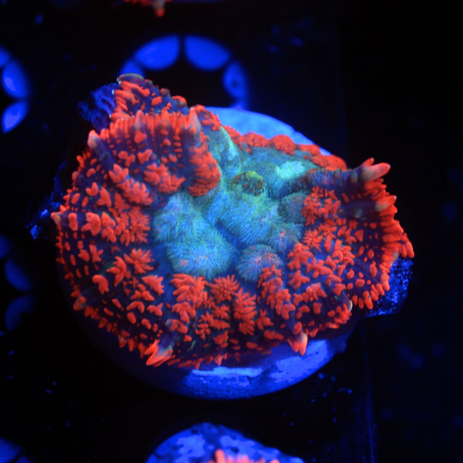 Neon Rhodactis