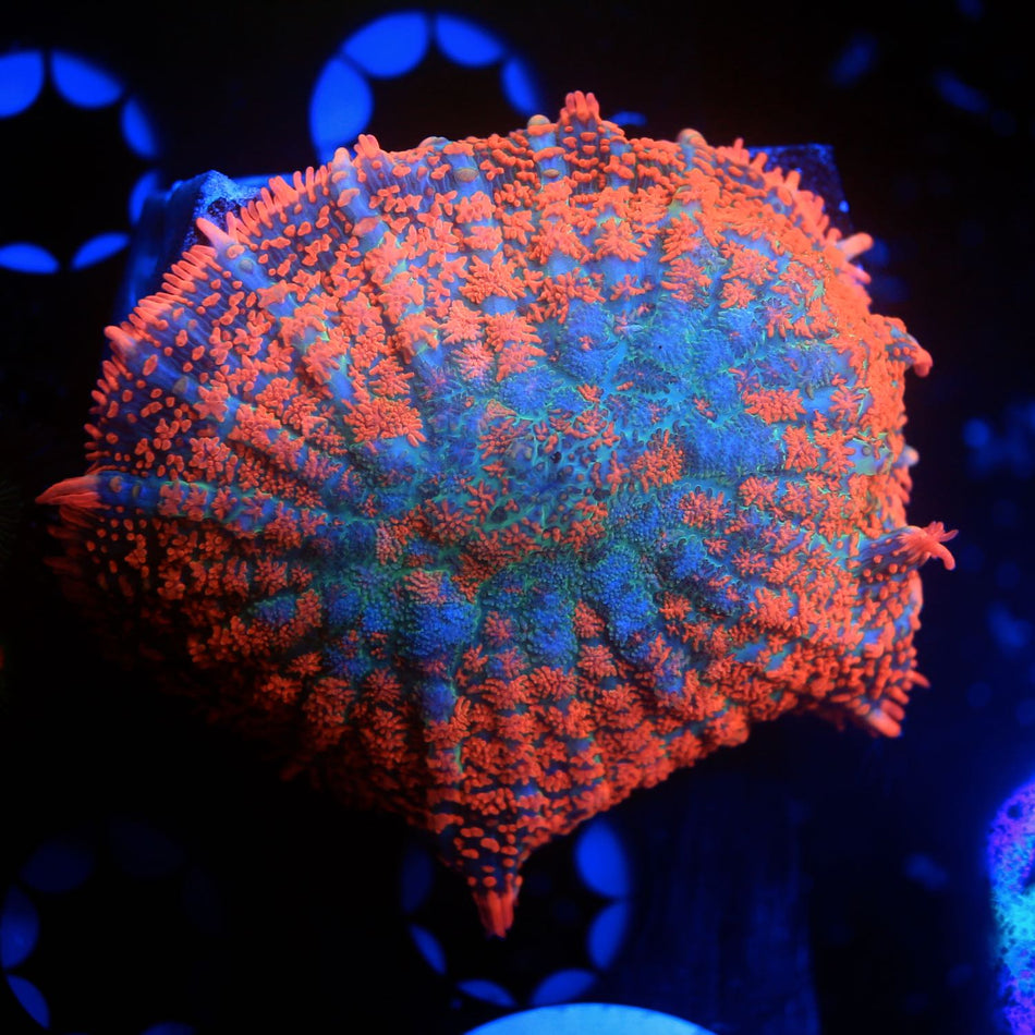 Rhodactis