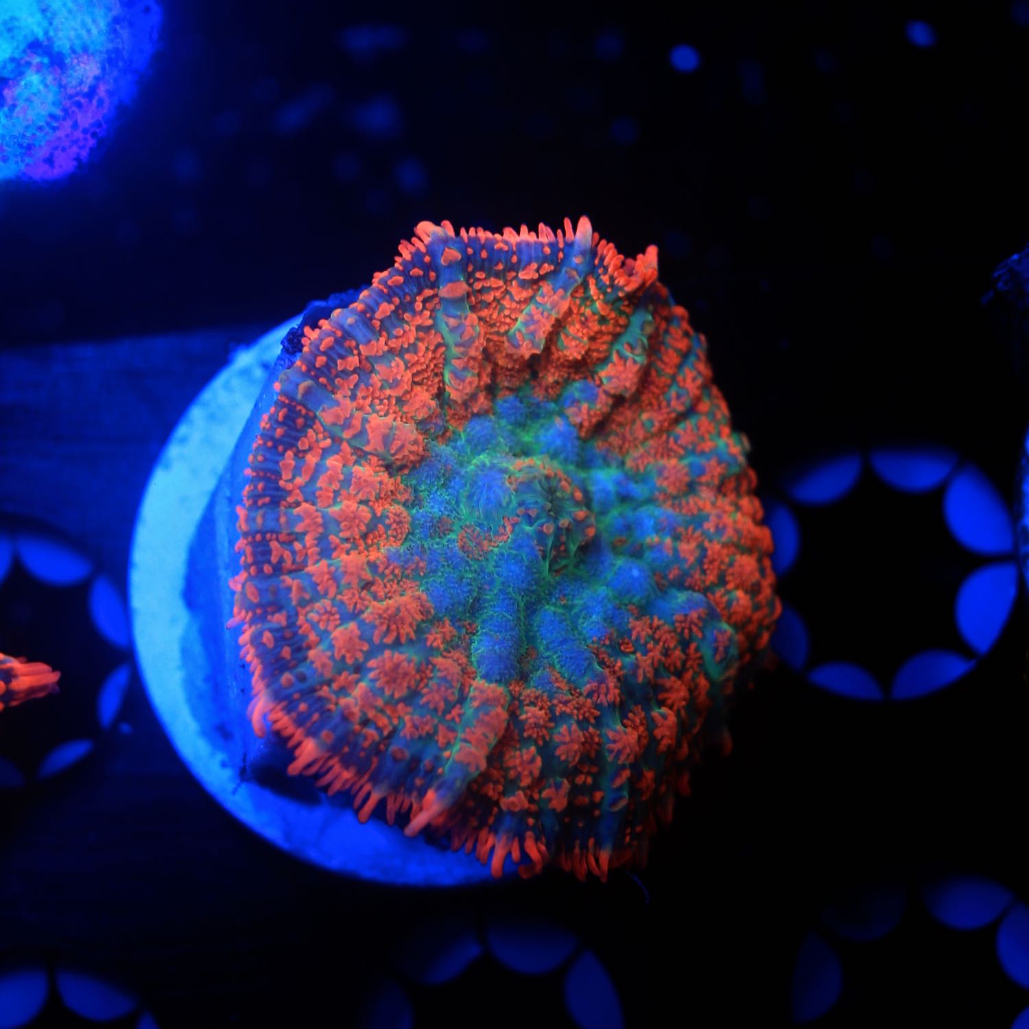 Neon Rhodactis