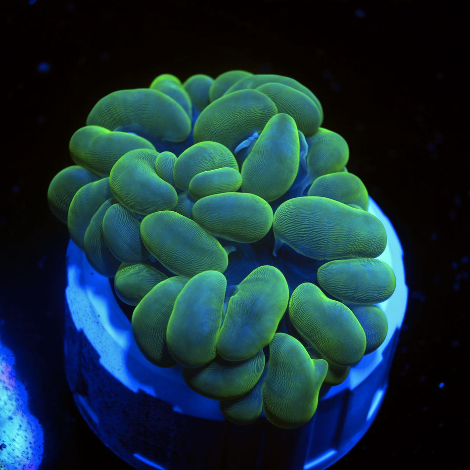 Bubble Coral