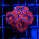 Acan Frag