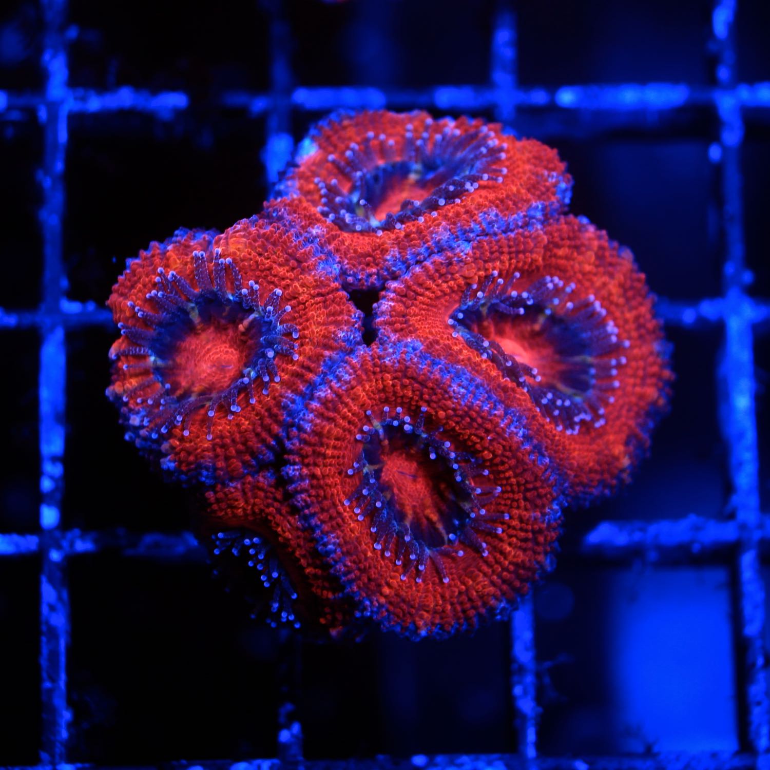 Acan Frag