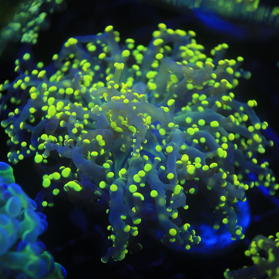 Neon Yaeyamaensis