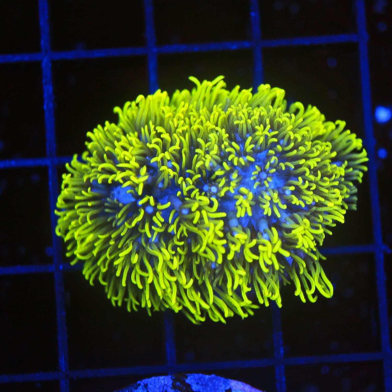 Green Star Polyp