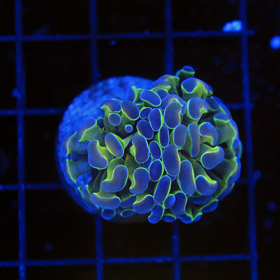 Hologram Hammer