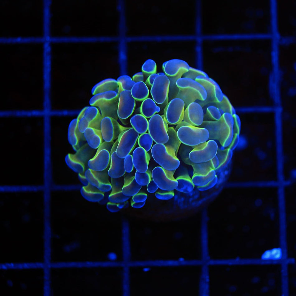 Hologram Hammer