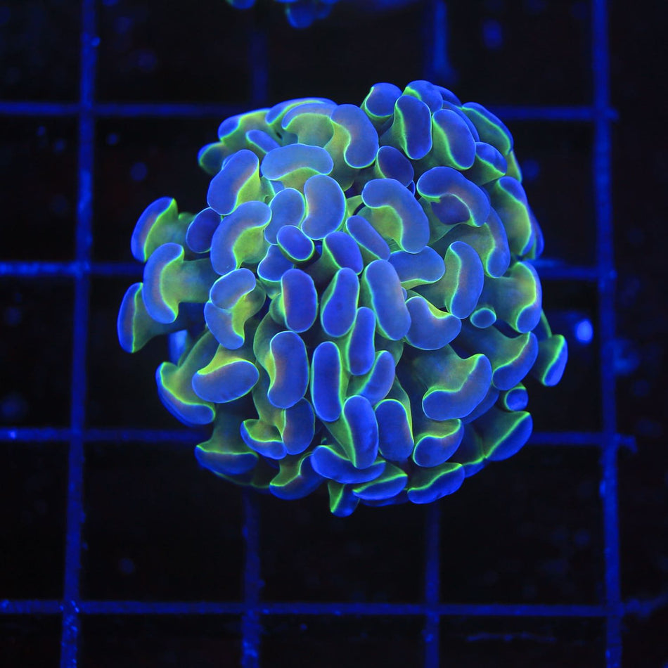 Hologram Hammer