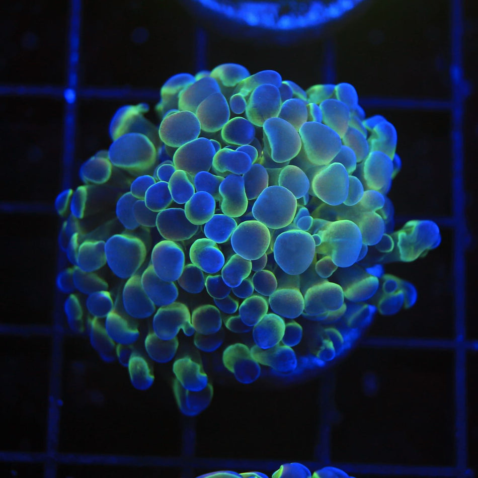 Hologram Hammer