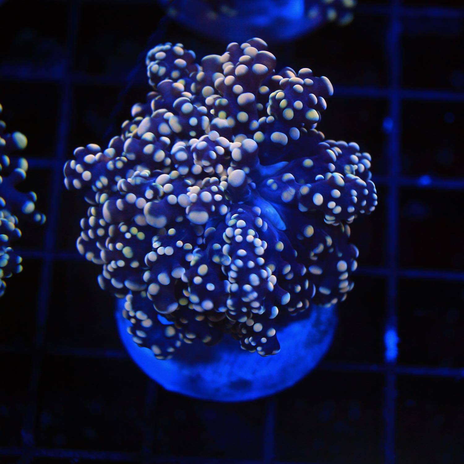 Frogspawn