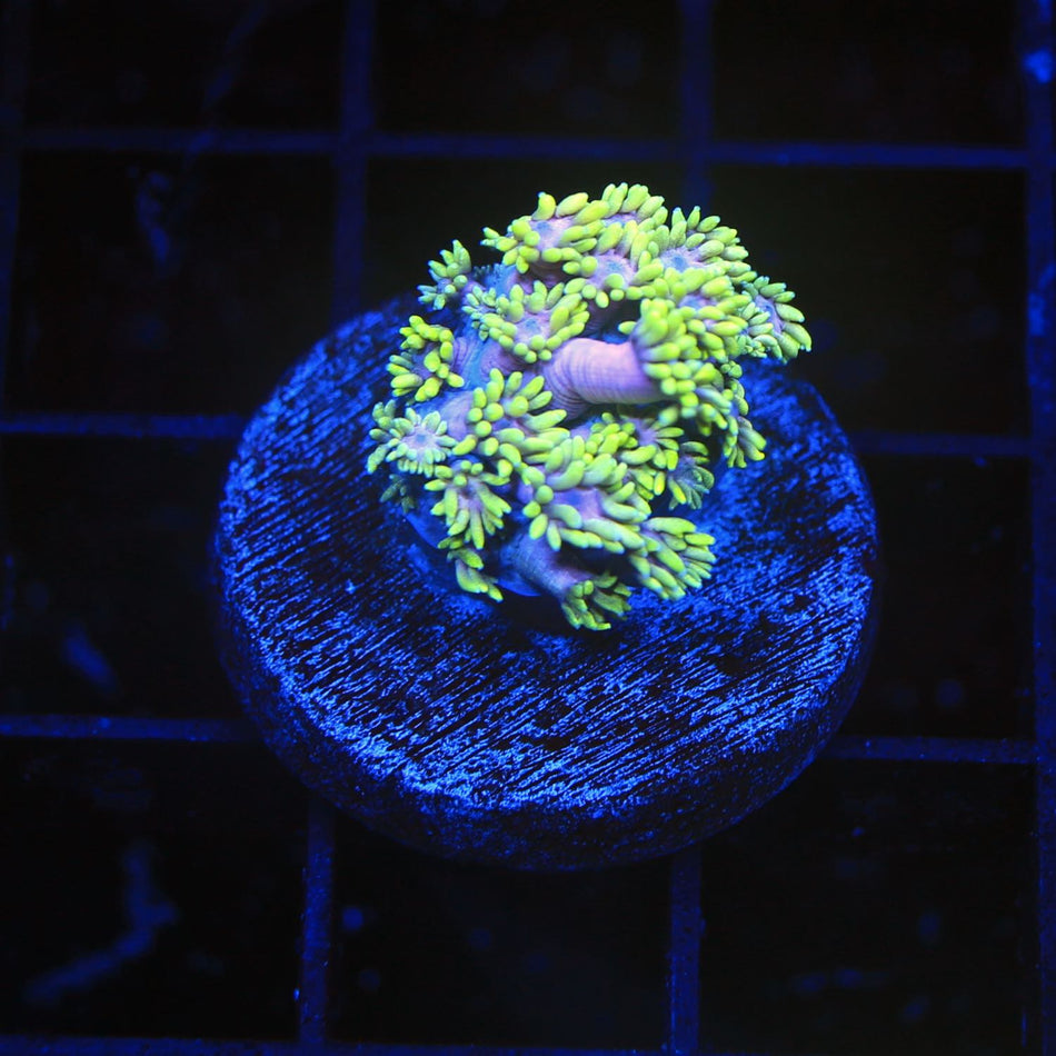 Carebear Goniopora