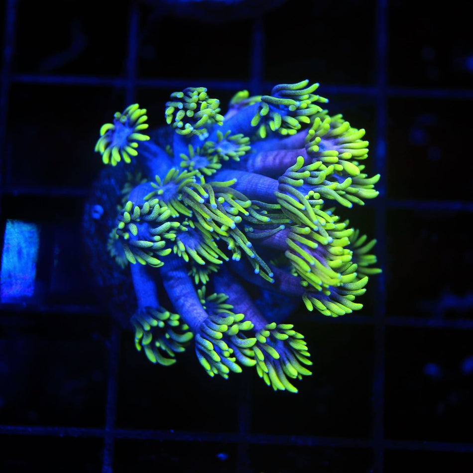 Carebear Goniopora