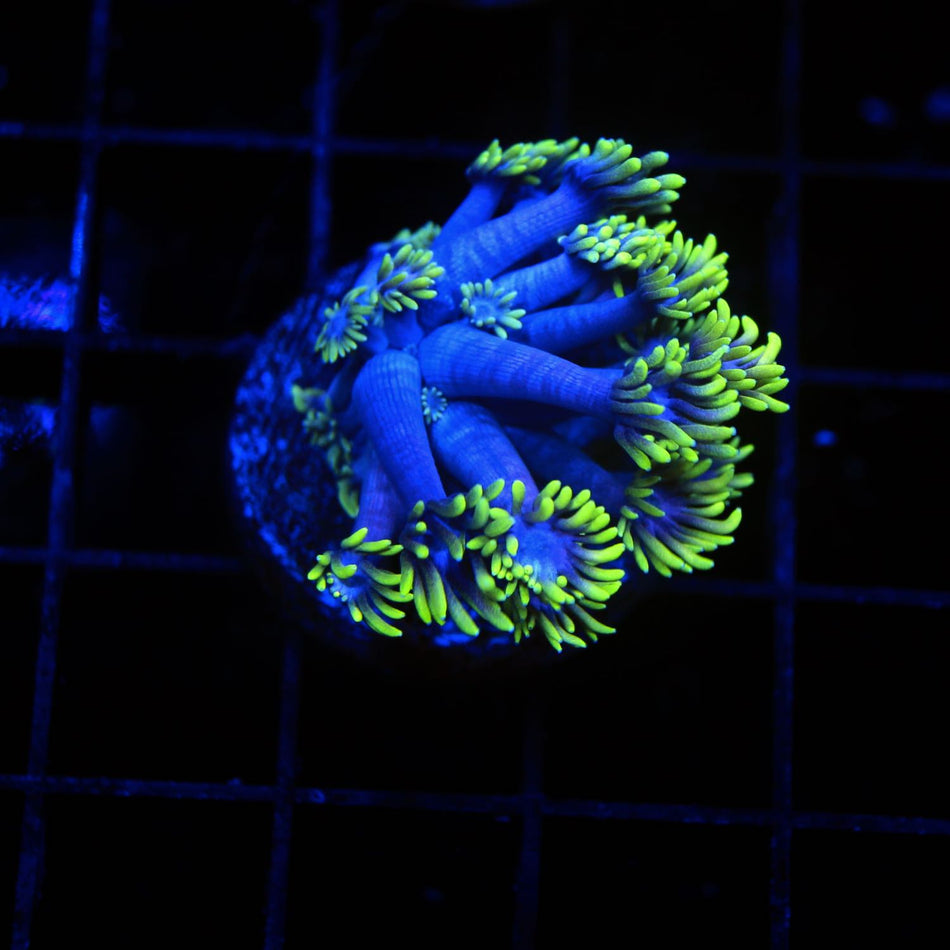 Carebear Goniopora