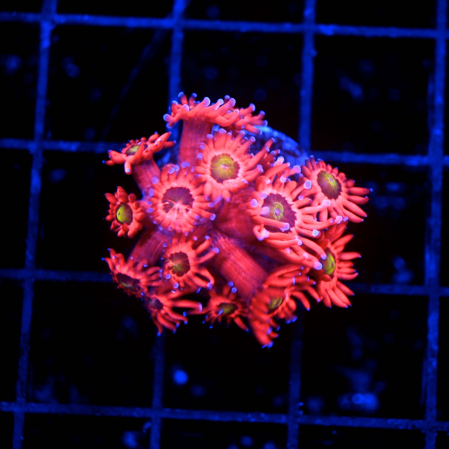 Cherry Bomb Goniopora
