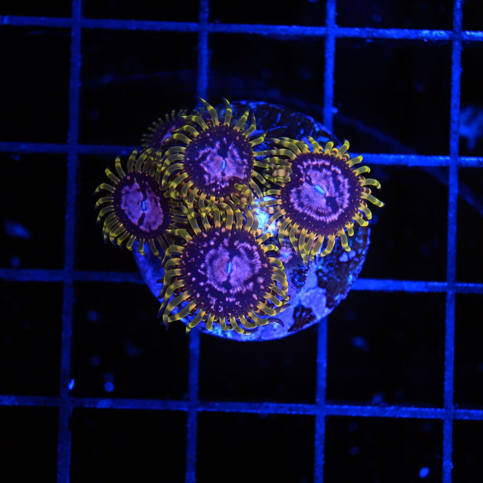 Purple Monster