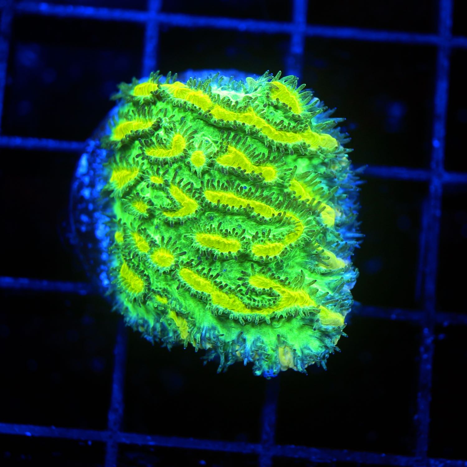 Limelight Hydnophora