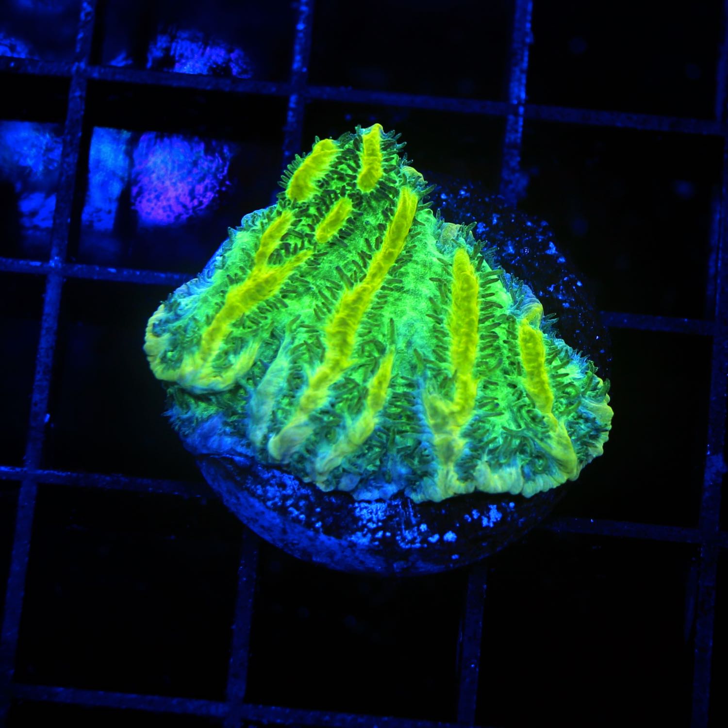 Limelight Hydnophora