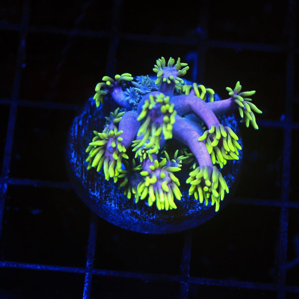 Carebear Goniopora