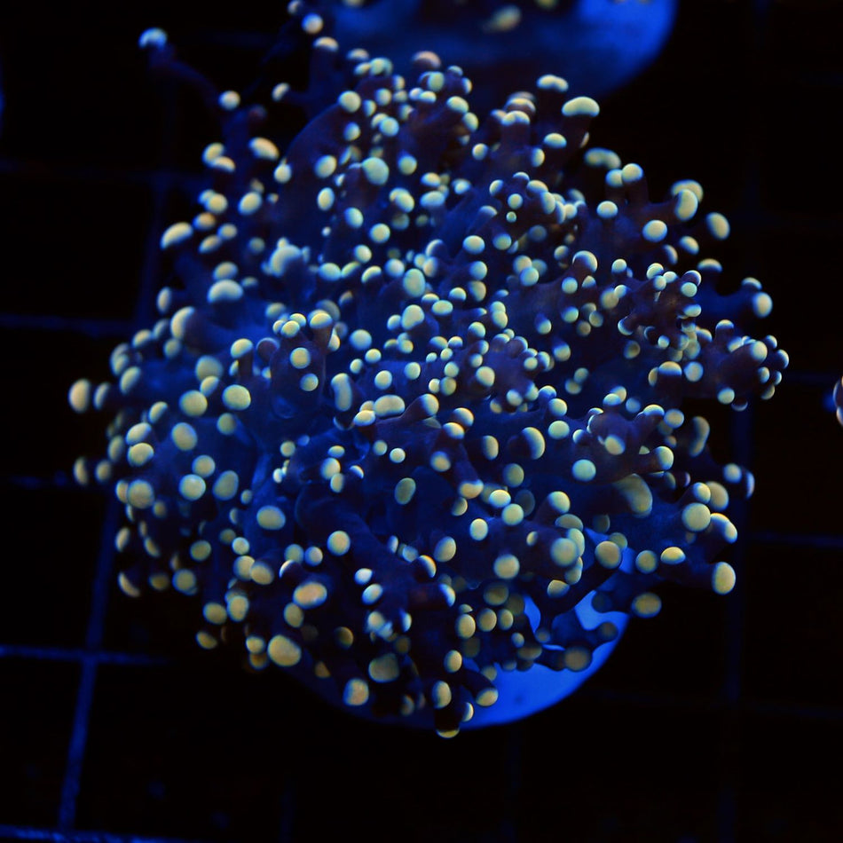 Gold Frogspawn