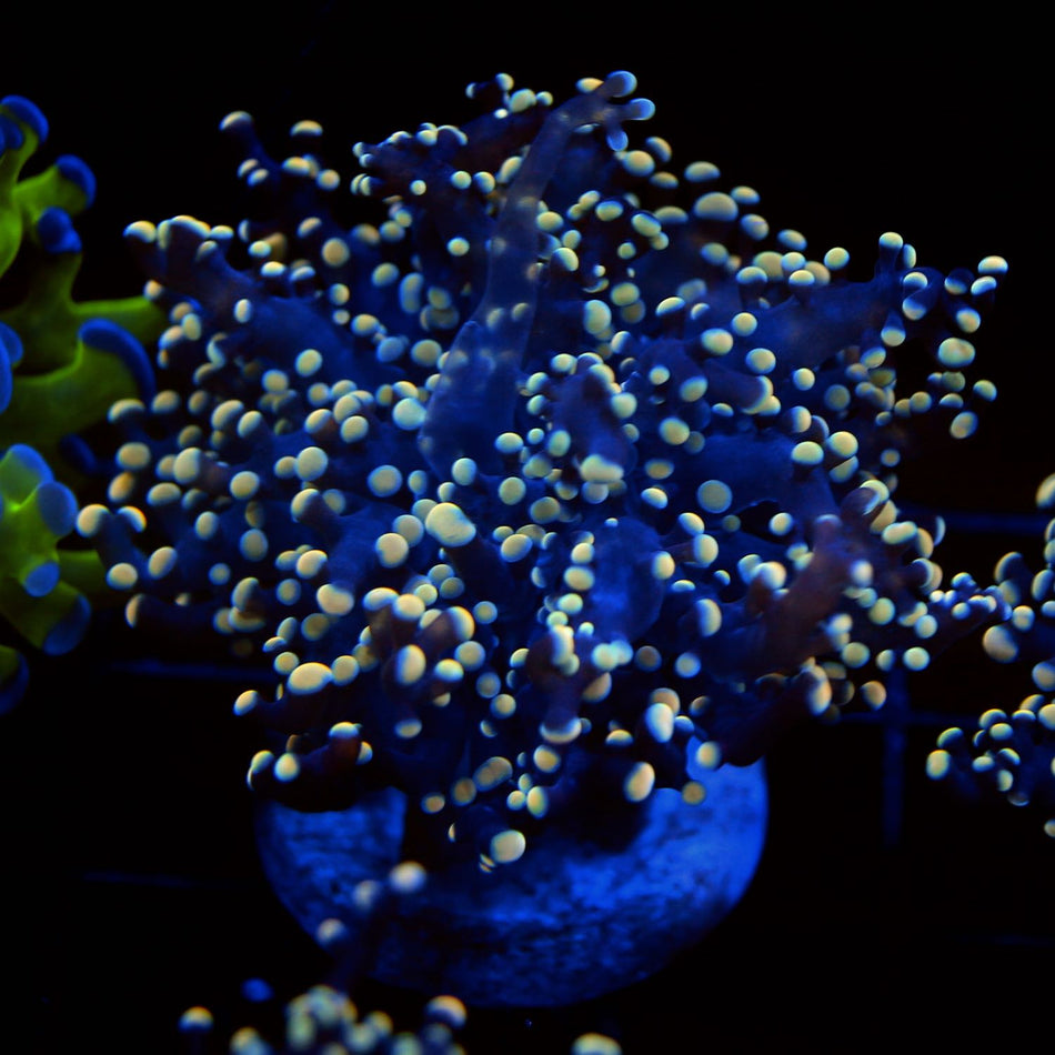 Gold Frogspawn