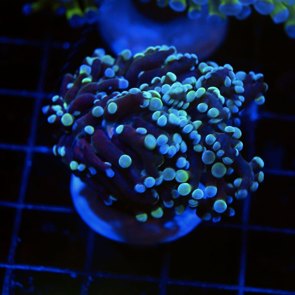 Teal Frogspawn
