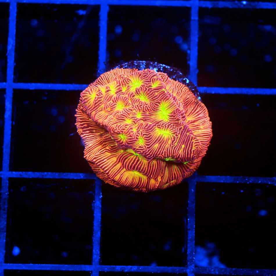 Jack O' lantern Lepto