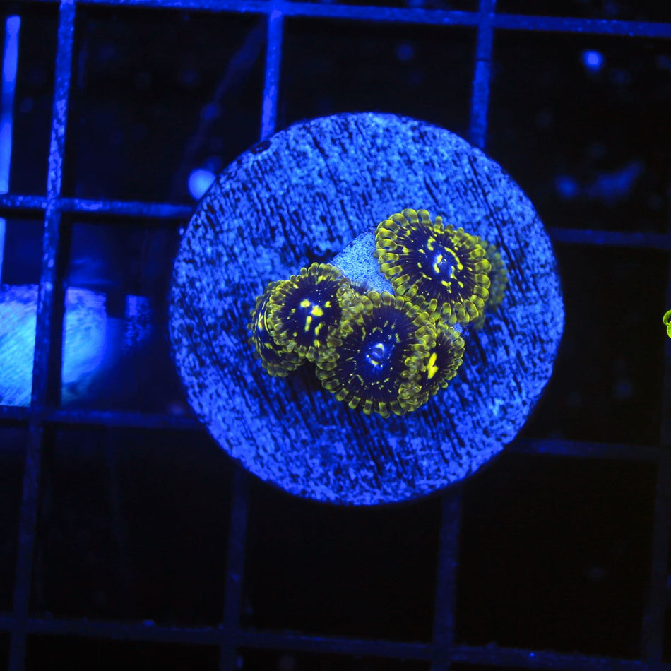 Exosphere Palythoa