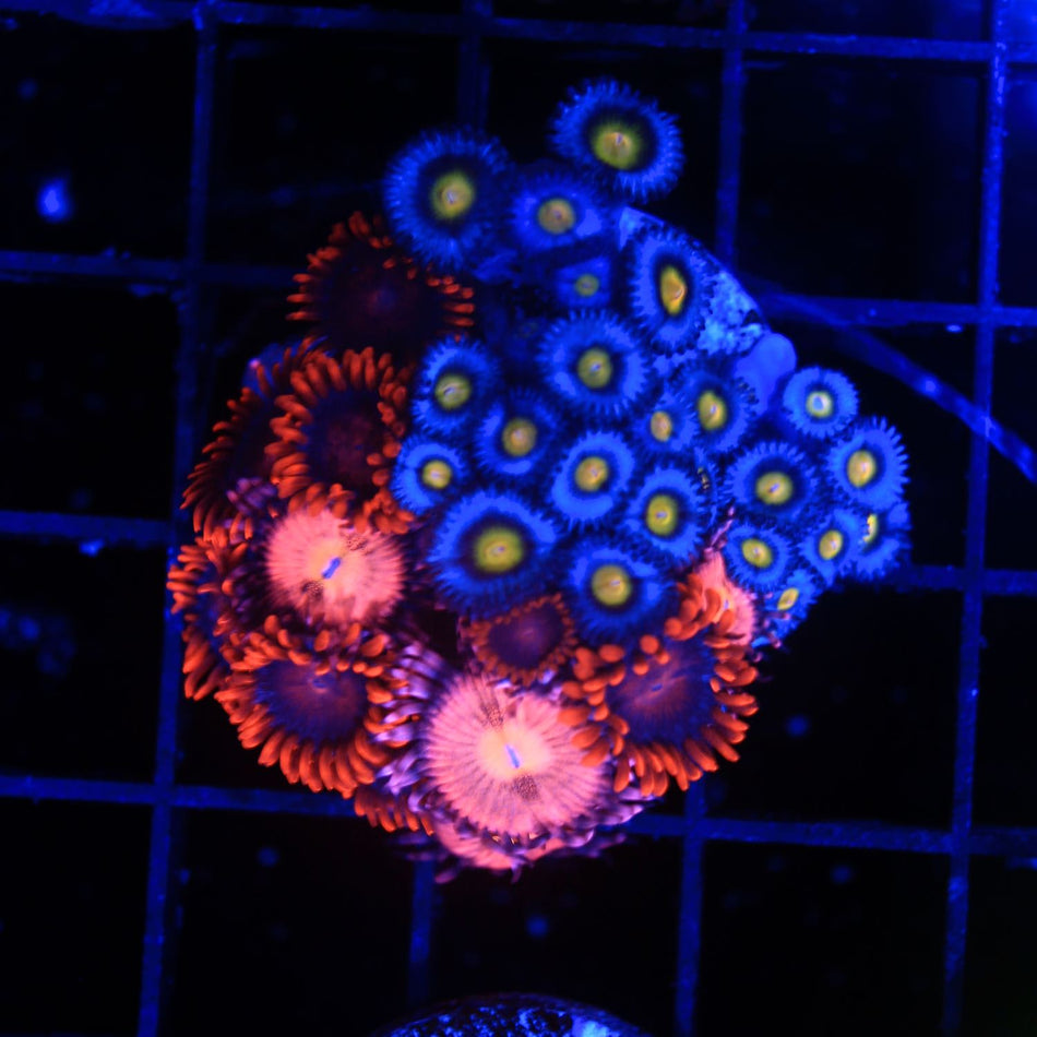 Combo Frag