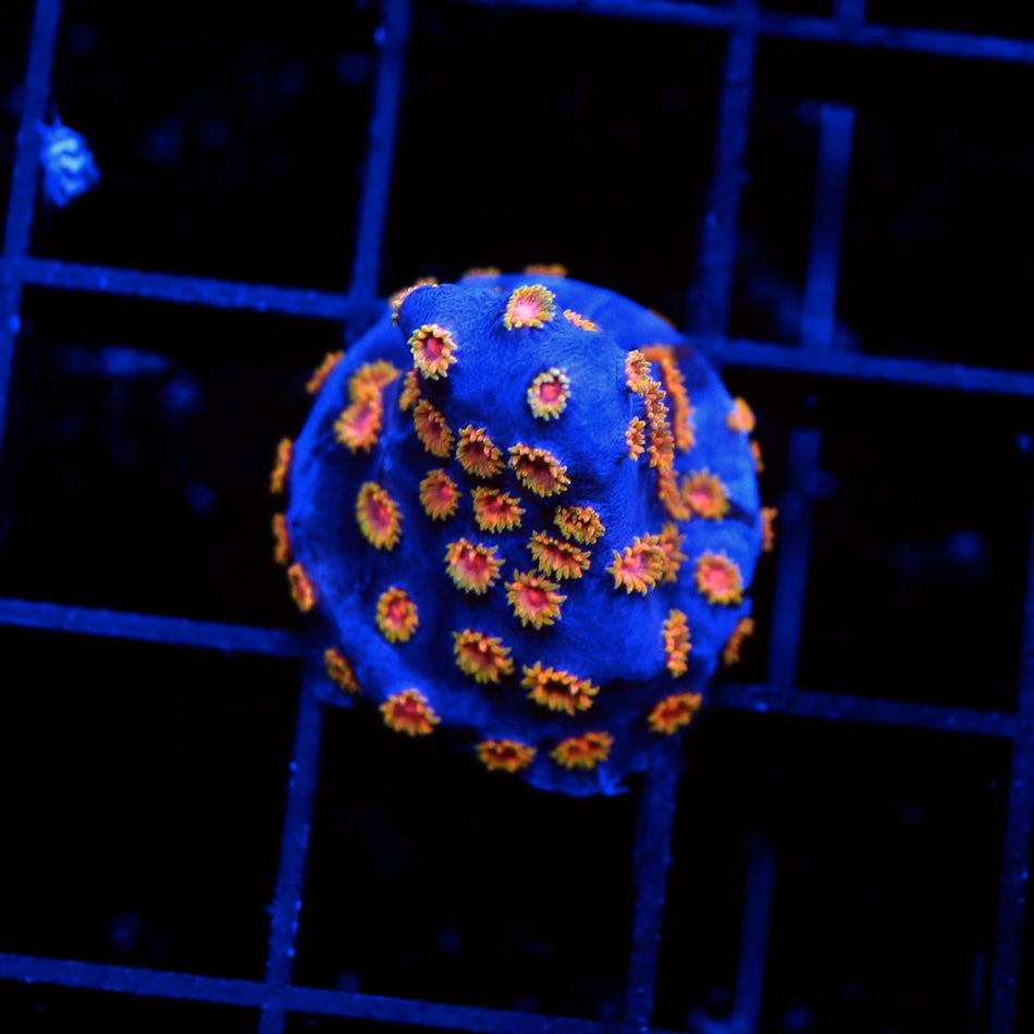 Bizarro Cyphastrea