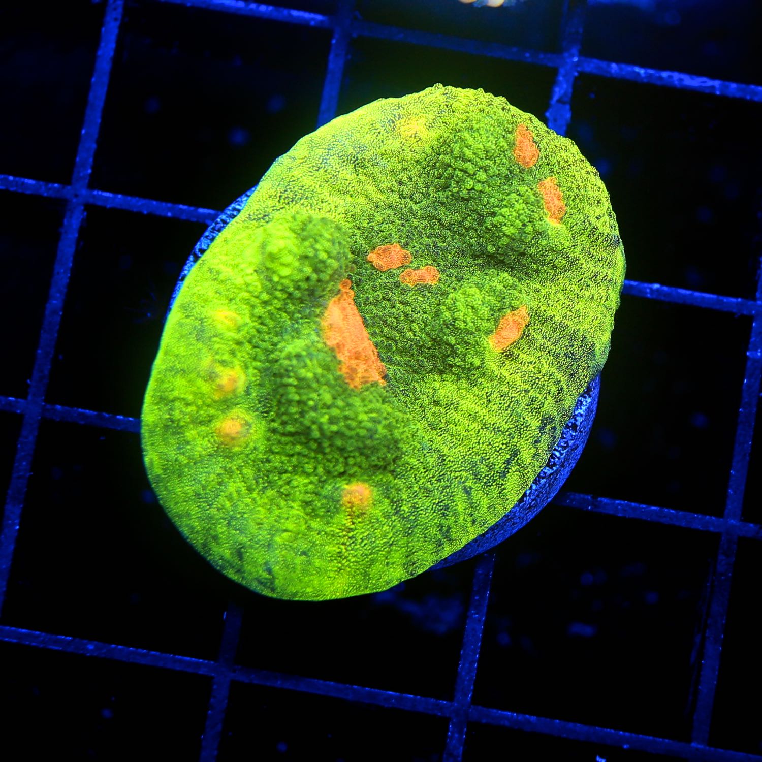 Space Invader Chalice