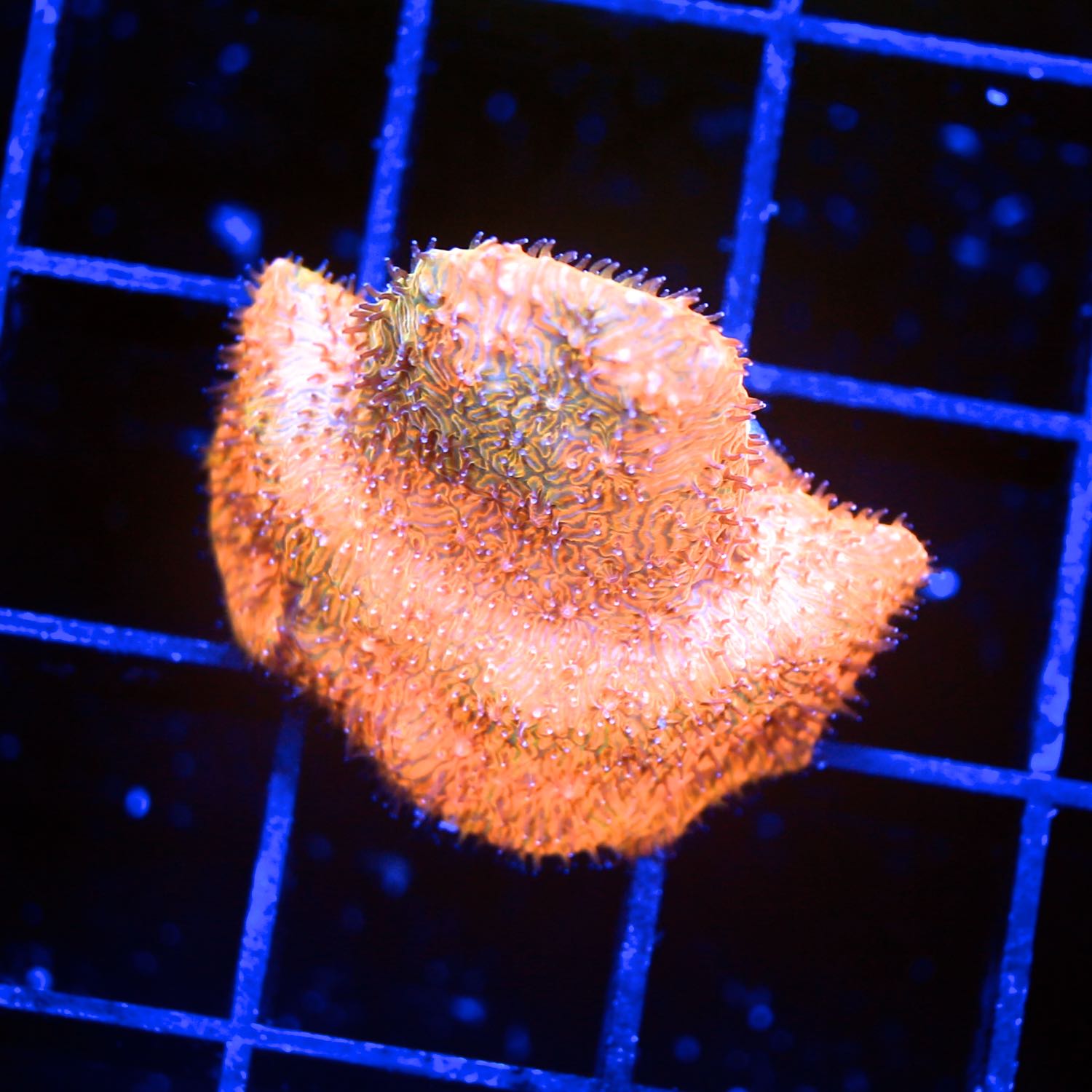 Creamsicle Lithophyllon