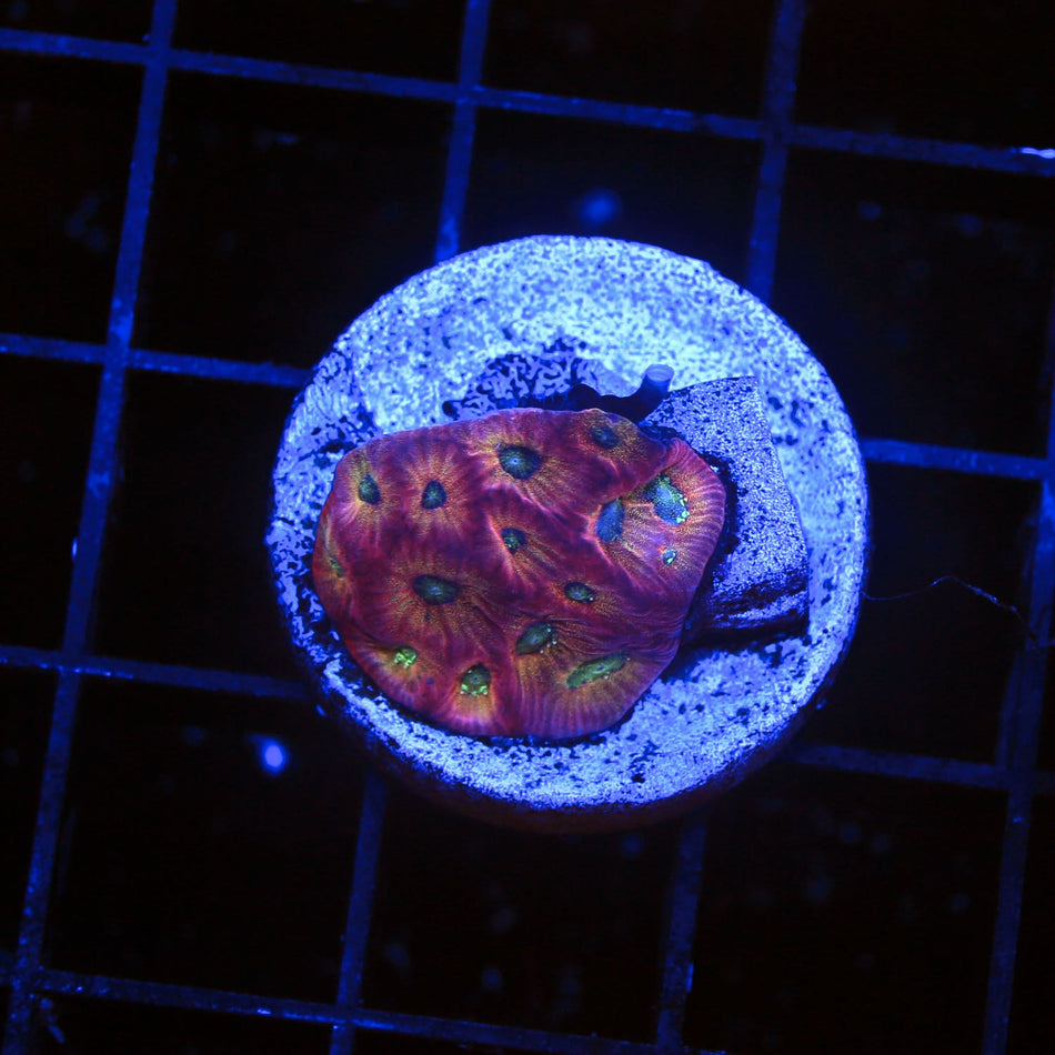 Dayglo Favia