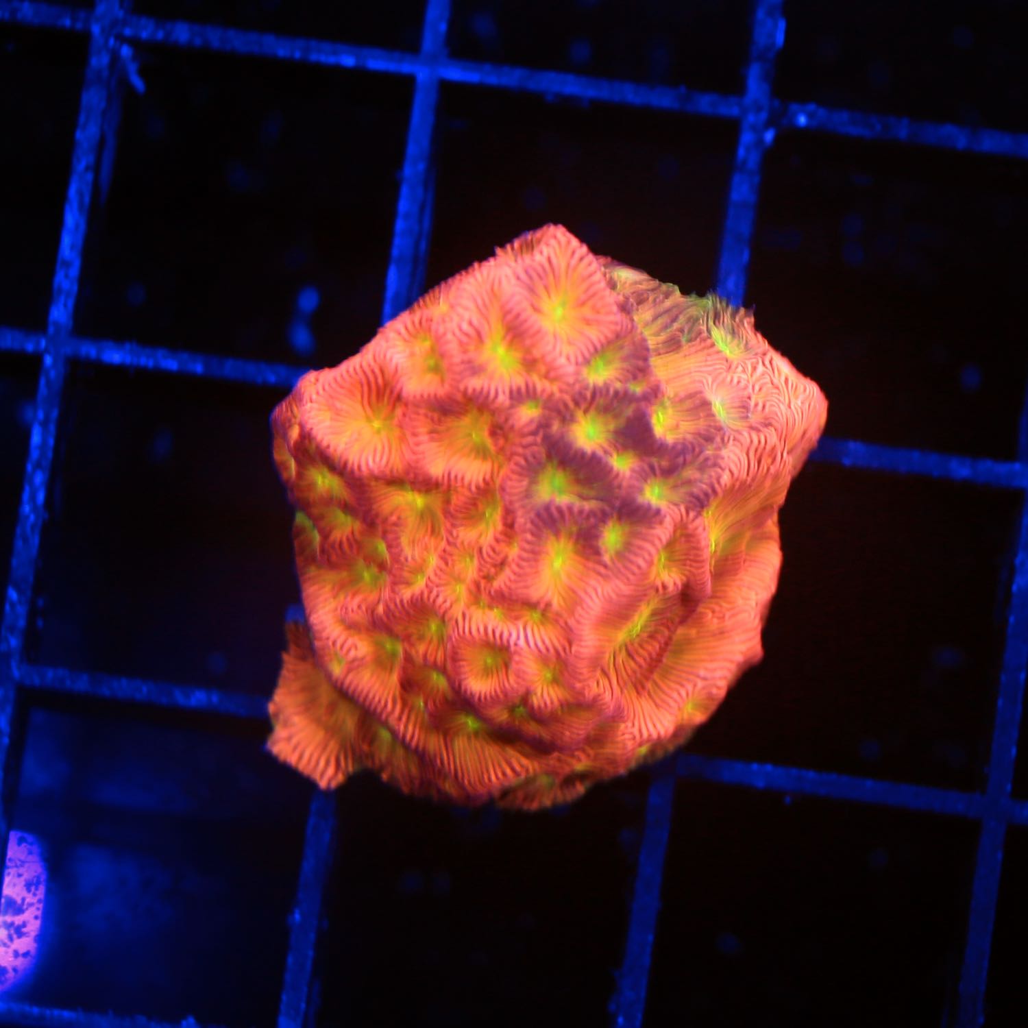 Jack O' lantern Lepto