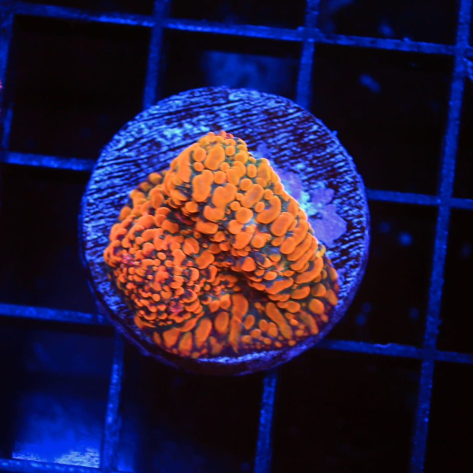 Cloudberry Chalice