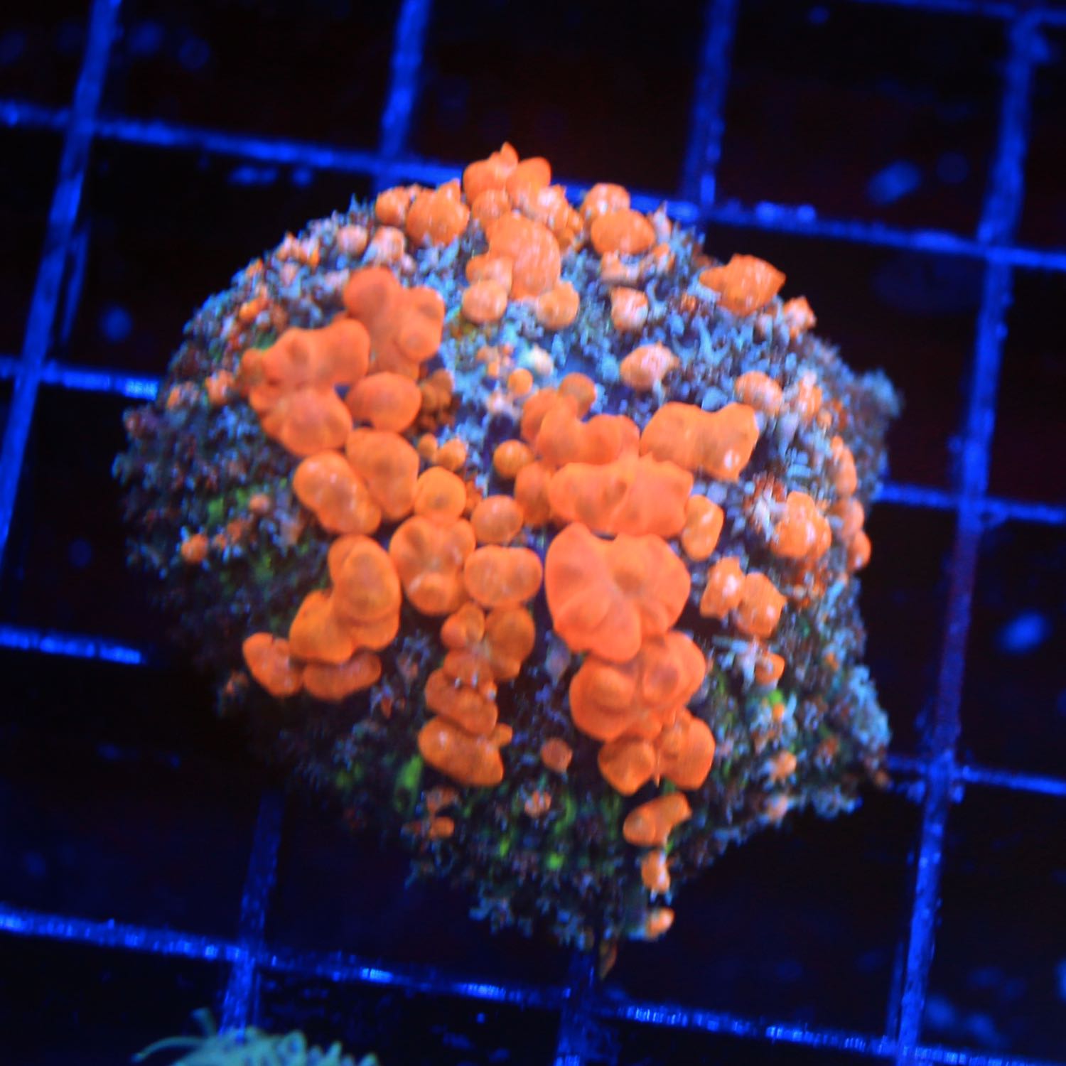 Sunkist Bounce Mushroom