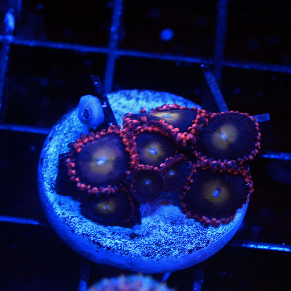 Stardust Palythoa