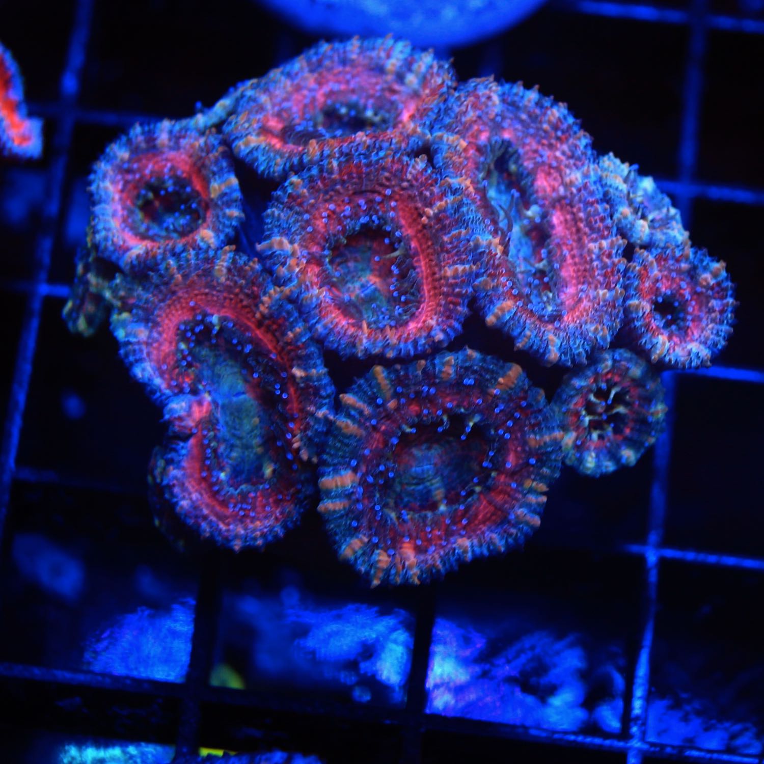 Acan Frag