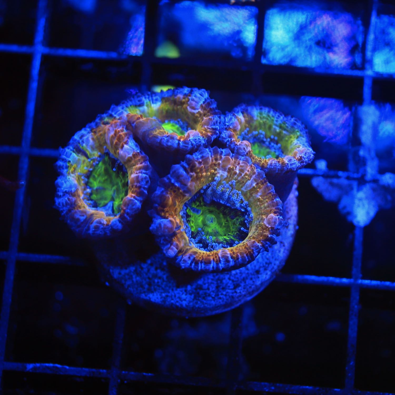 Acan Frag