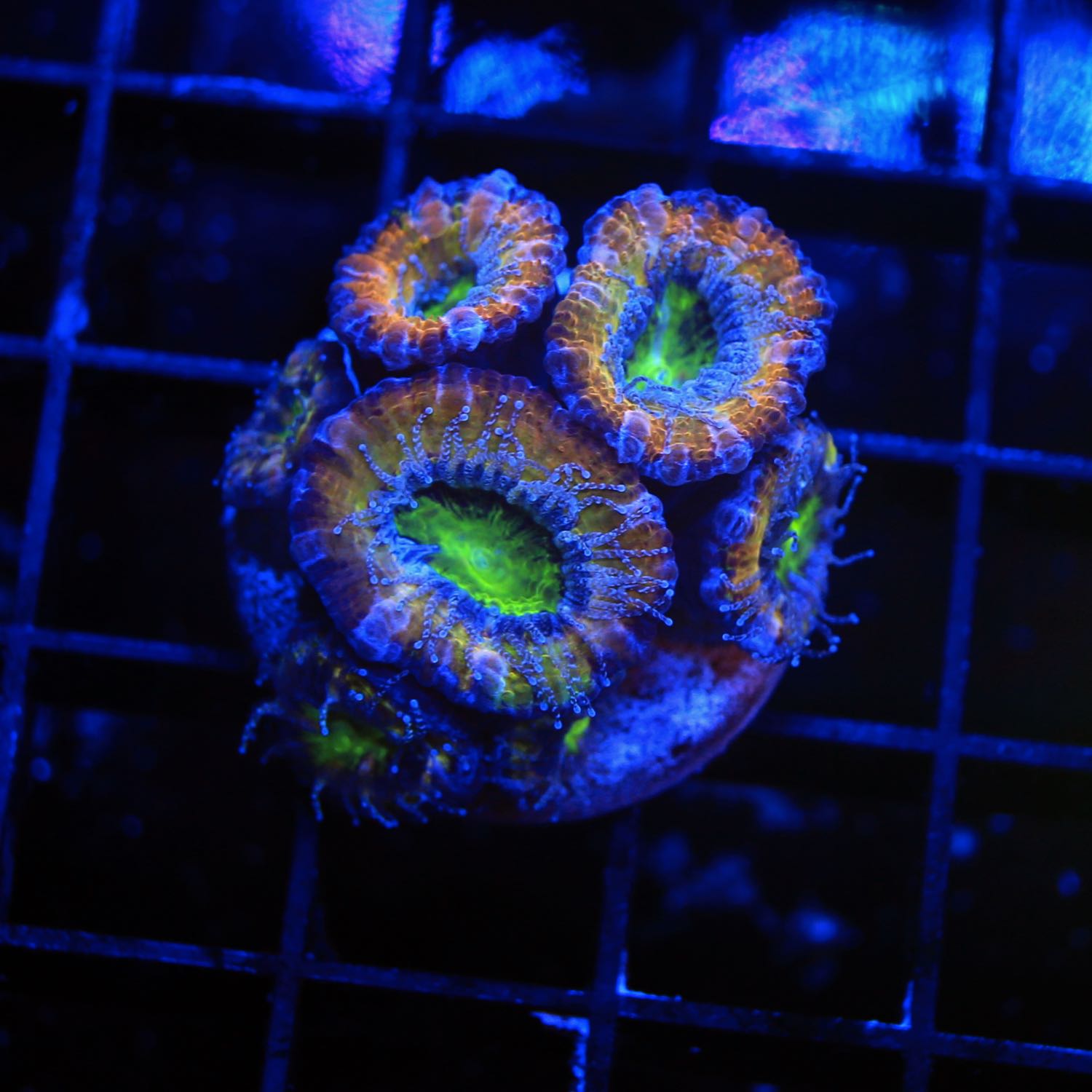 Acan Frag