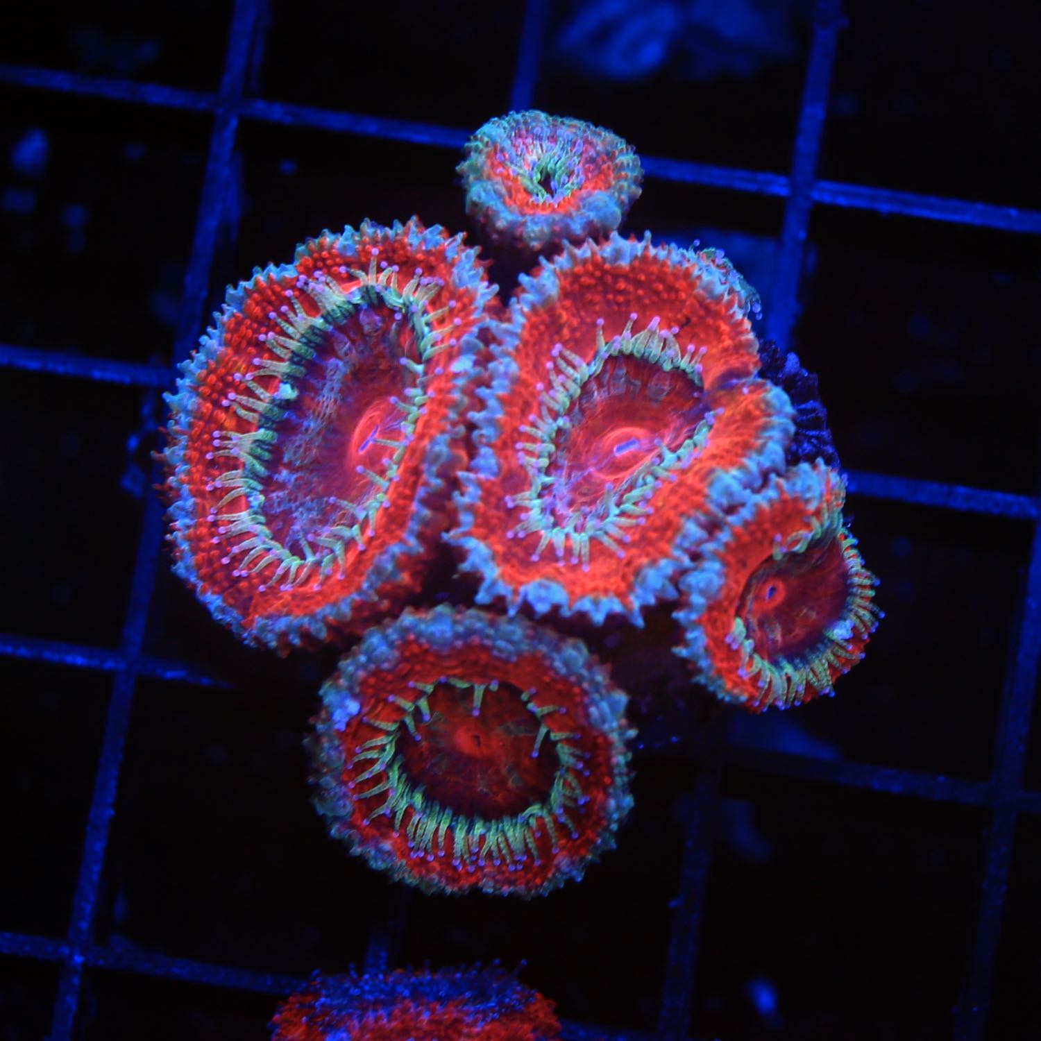 Acan Frag