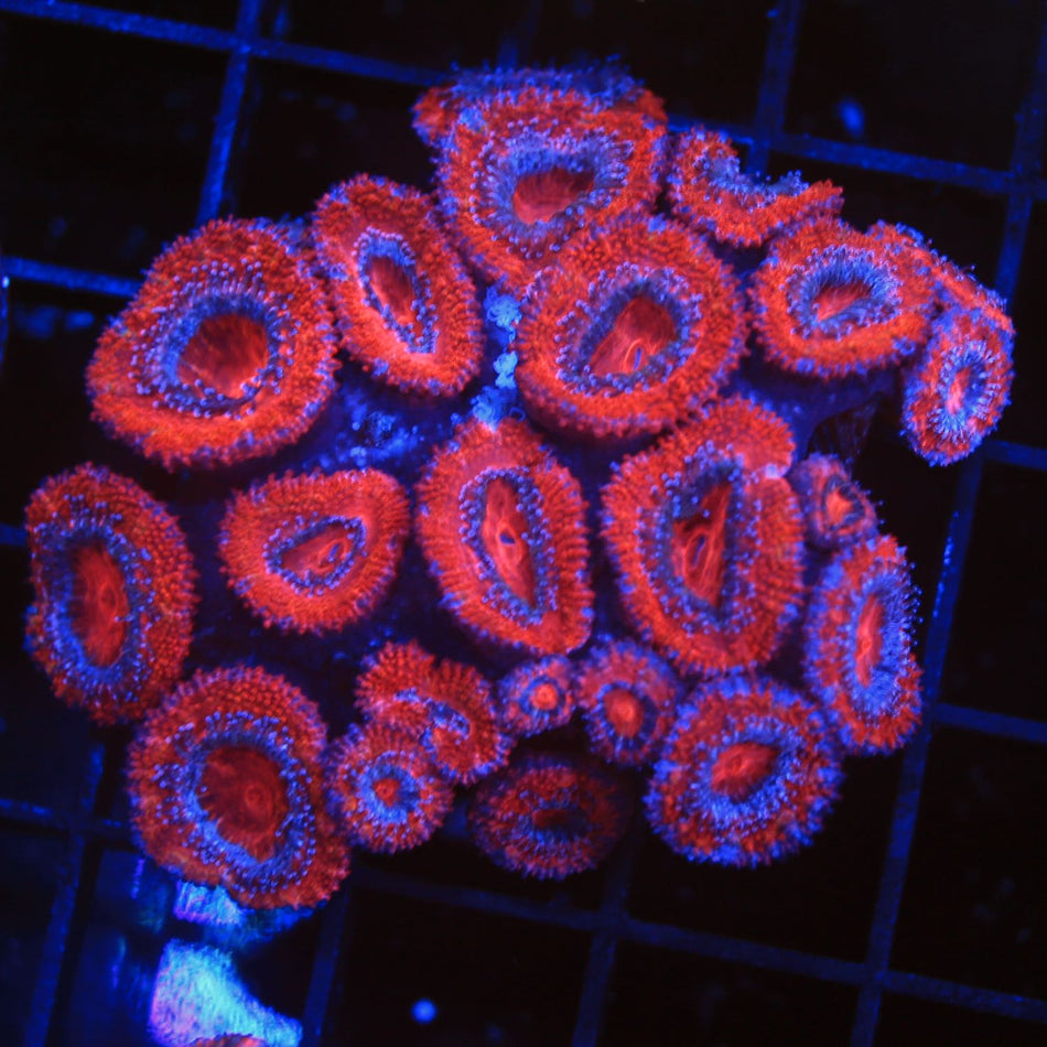 Acan Lord
