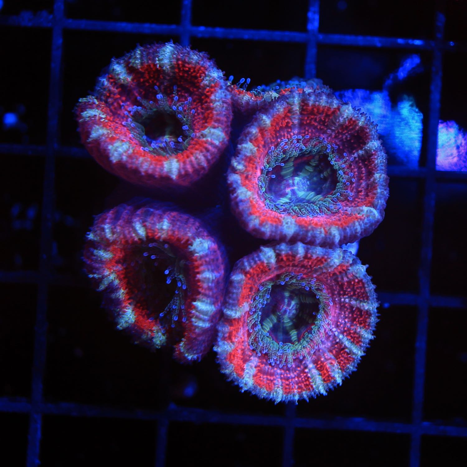 Acan Lord