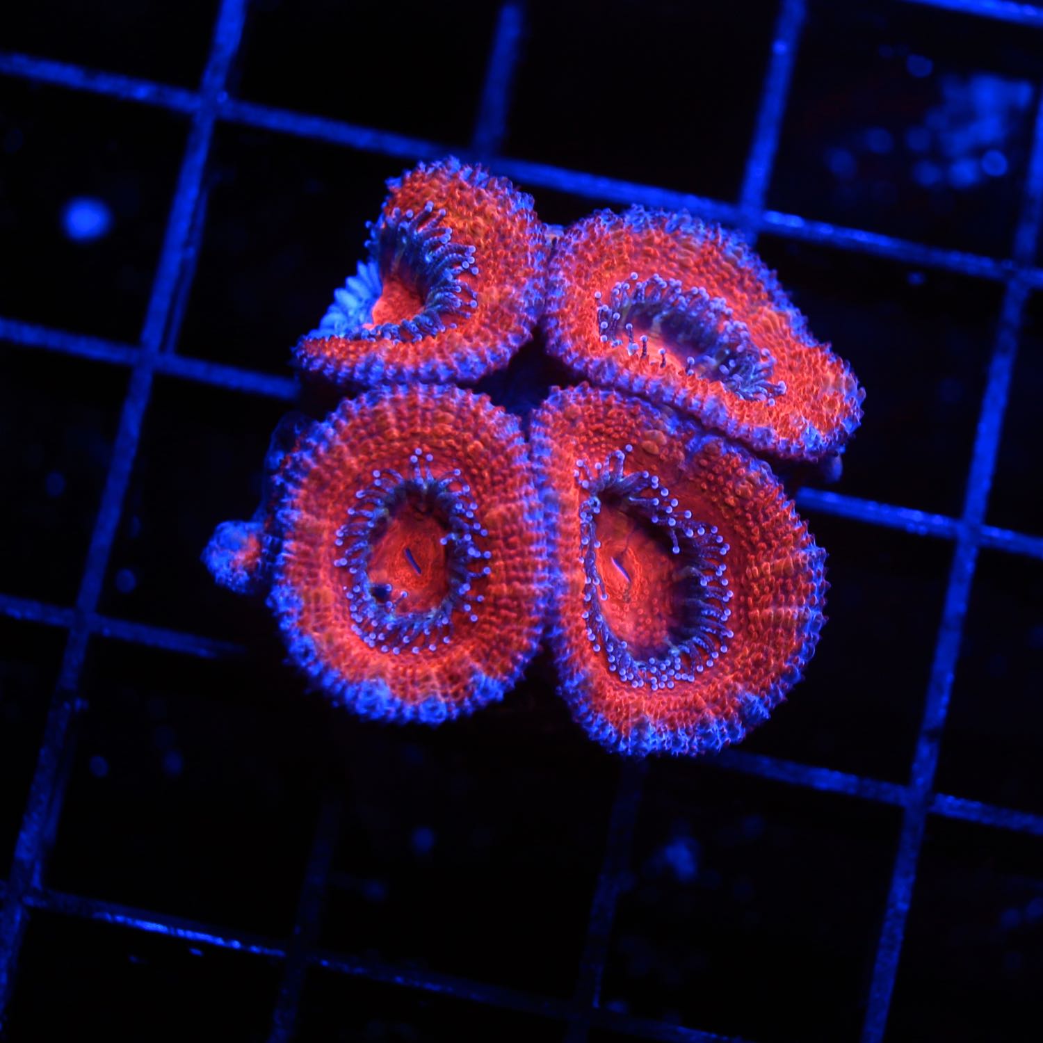 Acan Frag