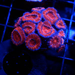 Acan Frag