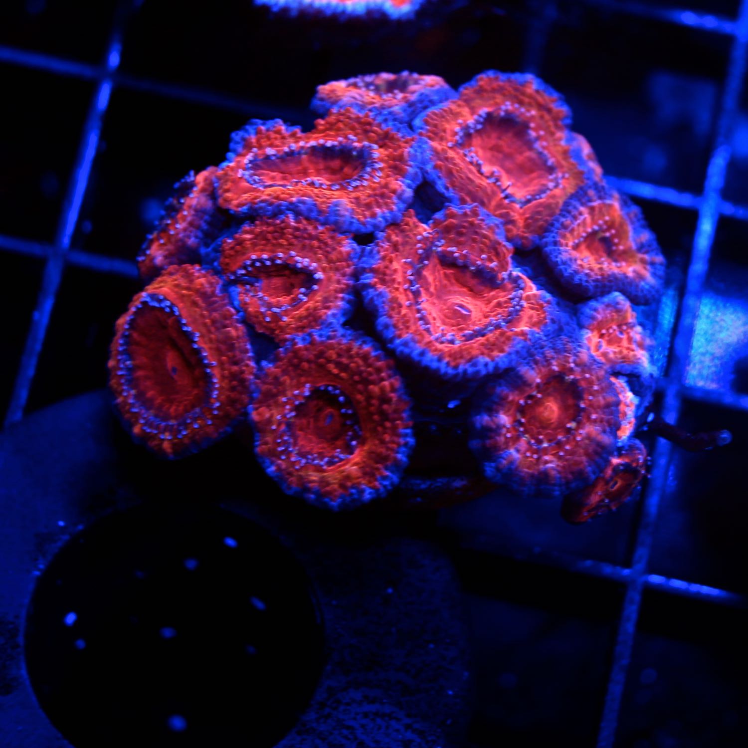 Acan Frag
