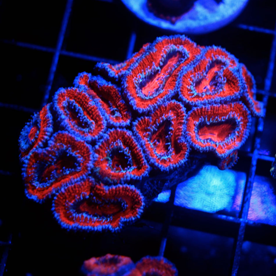 Acan Frag