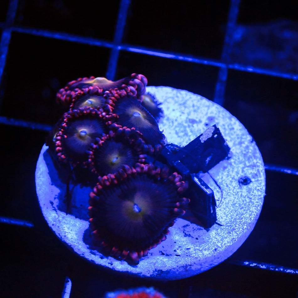 Stardust Palythoa