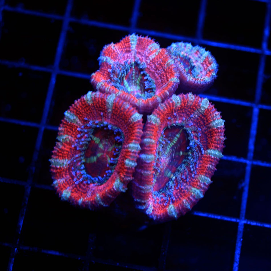 Acan Lord